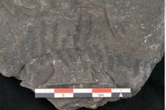 Foto (Detailansicht) von Cyatheites oreopteridis Goeppert (NHMW-GEO-2024-0188-11288)
